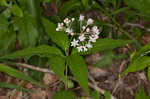 Fourleaf milkweed